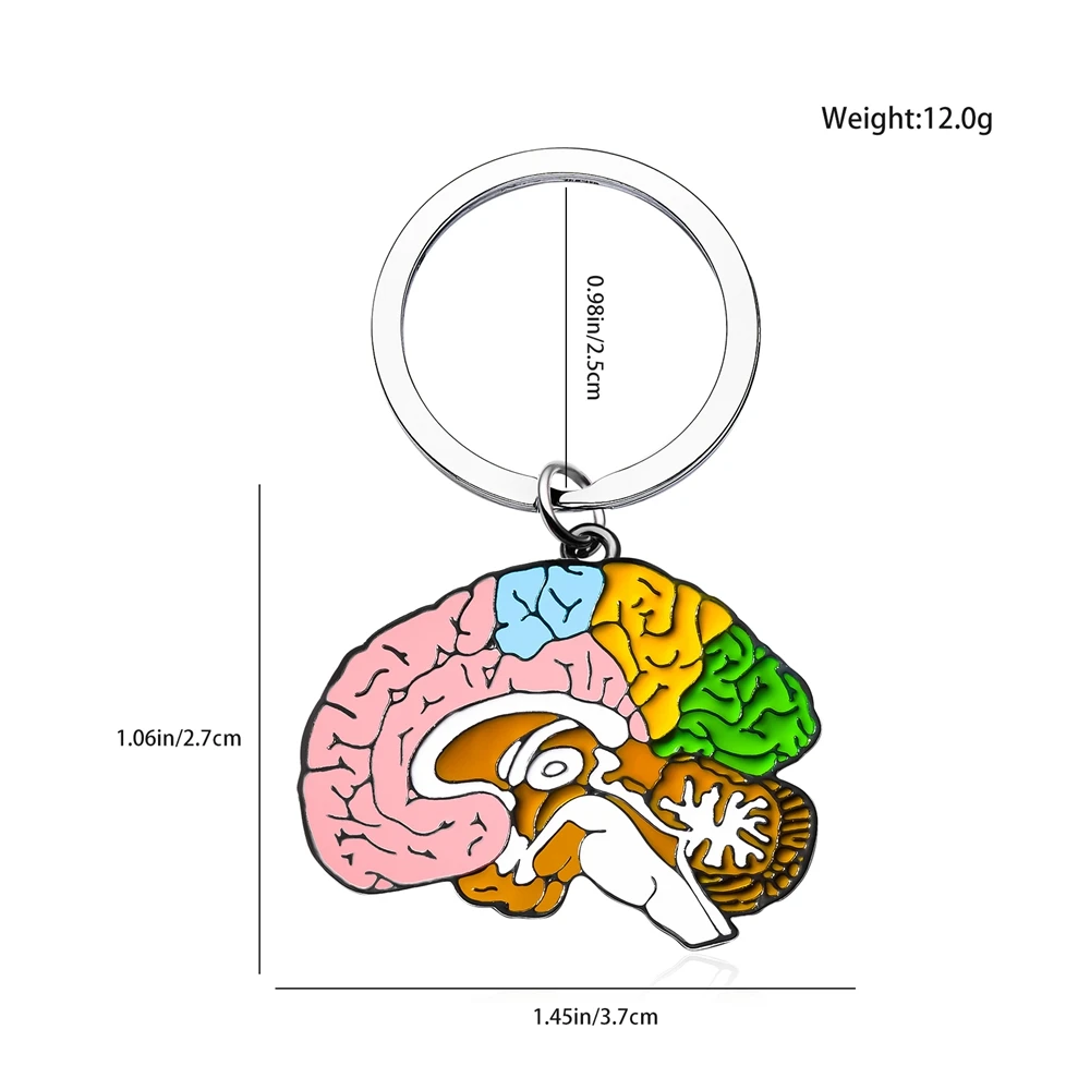 Dimensions du porte-clés cerveau anatomique